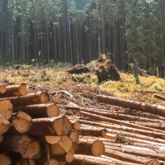 Cracking Down Globally on Illegal Logging with Galileo